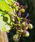 Golden Chasselas grape bunch after a mildew attack, Sarthe, France