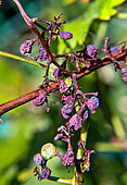 Golden Chasselas grape bunch after a mildew attack, Sarthe, France