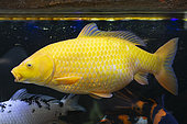 Koi or ornamental carp, also known as Japanese carp. Manistutu village in Negara. Island of Bali. Indonesia.