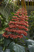 Inflorescence of a tropical plant. Gitgit waterfall. Island of Bali. Indonesia.