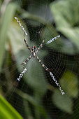 Forest spider in its web, Tamblingan Lake. Island of Bali. Indonesia.