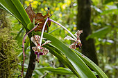 Orchid in the lush tropical forest bordering Lake Tamblingan. Island of Bali. Indonesia
