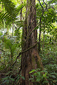 Lush tropical forest bordering Lake Tamblingan. Island of Bali. Indonesia.