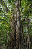 Lush tropical forest bordering Lake Tamblingan. Island of Bali. Indonesia.