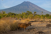 Mount Agung. Volcano peaking at 3031m. Island of Bali. Indonesia.