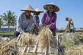 Hand threshing rice, Bali, Indonesia