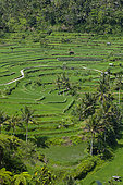 Rice paddies at the foot of Mount Agung. Island of Bali. Indonesia