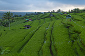 Jatiluwih is one of Bali's most beautiful sites. Thousands of hectares of cascading green rice fields. The entire site is a Unesco World Heritage Site.