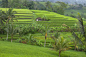 Jatiluwih is one of Bali's most beautiful sites. Thousands of hectares of cascading green rice fields. The entire site is a Unesco World Heritage Site.