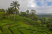 Jatiluwih is one of Bali's most beautiful sites. Thousands of hectares of cascading green rice fields. The entire site is a Unesco World Heritage Site.