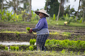 Planting rice in cascade plots. Island of Bali. Indonesia.