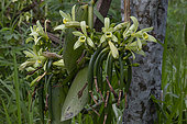 Orchid in bloom, Pinge Village. Marga-Tabanani region. Island of Bali. Indonesia