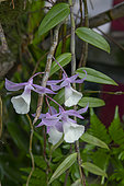 Plante tropicale en fleurs. Village de Pinge. Région de Marga-Tabanani. Île de Bali. Indonésie