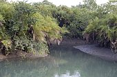 Bushes at Sundarban west bengal calcutta India