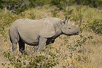 Black rhinoceros (Diceros bicornis) grazing in the thorn savannah, Etosha National Park, Namibia, Africa