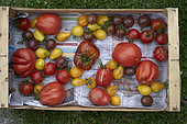 Selection of "old variety" tomatoes, Monts du Cantal, Parc Naturel Régional des Volcans d'Auvergne, France