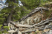Offset larch roots, Mercantour National Park, Alps, France