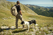 Shepherd tending his sheep in the upper Tinée valley, near the Col de la Bonette, Mercantour National Park, Alps, France