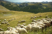 Sheep in the upper Tinée valley, near the Col de la Bonette, Mercantour National Park, Alps, France