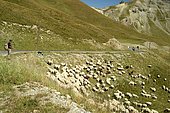 Shepherd tending his sheep in the upper Tinée valley, near the Col de la Bonette, Mercantour National Park, Alps, France