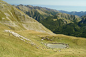 Shepherd tending his sheep in the upper Tinée valley, near the Col de la Bonette, Mercantour National Park, Alps, France
