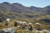 Sheep in the Ubaye valley, near the Bonette pass, Mercantour National Park, Alps, France