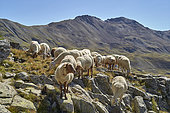 Sheep in the Ubaye valley, near the Bonette pass, Mercantour National Park, Alps, France