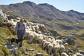 Shepherdess and her flock of a thousand sheep in the Ubaye valley, near the Bonette pass, Mercantour National Park, Alps, France