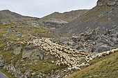 Shepherdess and her flock of a thousand sheep in the Ubaye valley, near the Bonette pass, Mercantour National Park, Alps, France