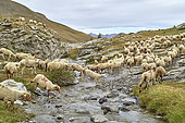 Sheep in the Ubaye valley, near the Bonette pass, Mercantour National Park, Alps, France