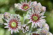 Flowers of Common houseleek (Sempervivum tectorum), Monts du Cantal, Parc Naturel Régional des Volcans d'Auvergne, France