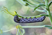 Willowherb Hawk-moth caterpillar (Proserpinus proserpina") (8 to 10 cm) devouring its host plant: evening primrose, Monts du Cantal, Parc Naturel Régional des Volcans d'Auvergne, France