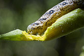 Willowherb Hawk-moth caterpillar (Proserpinus proserpina") (8 to 10 cm) devouring its host plant: evening primrose, Monts du Cantal, Parc Naturel Régional des Volcans d'Auvergne, France