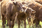 Salers cows in the pasture, Monts du Cantal, Parc Naturel Régional des Volcans des Auvergne, France