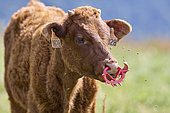 Young "Salers" cow wearing a teat protection ring, at pasture, Monts du Cantal, Parc Naturel Régional des Volcans des Auvergne, France