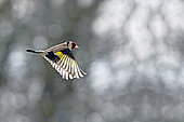 Goldfinch (Carduelis carduelis) in flight, Gers, France.