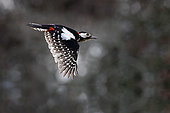 Spotted woodpecker (Dendrocopos major), male in flight, Gers, France.
