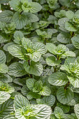 Menthe poivrée (Mentha x piperita)