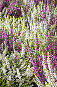 Calluna vulgaris 'Beauty Ladies' Duo