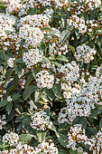 Laurustine (Viburnum tinus) 'Eve Price' flowering