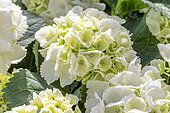 Hydrangea macrophylla 'Bianco'