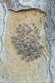 Sycamore lace bugs (Corythucha ciliata) overwintering under the bark scale of a Plane tree in winter, Gers, France. Collembola (Tomocerus sp.) and another unidentified insect present