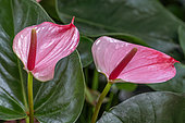 Anthurium 'Hot Lips'