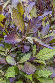 Epazote (Dysphania ambrosioides) 'Oaxaca Red'