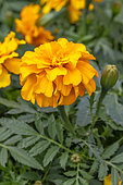 Marigold (Tagetes patula)