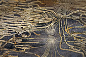 Galleries of bark beetle larvae (Ips typographus) under the bark of a spruce tree in the French Alps. Close-up Photographer of the Year (CUPOTY) - Intimate Landscape Winner - A Network of Life and Death