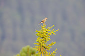Nutcracker (Nucifraga caryocatactes) on a tree , Villander mountain pasture, Italy