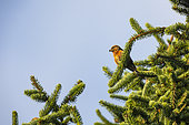 Common Crossbill (Loxia curvirostra) male on a spruce tree, Villander mountain pasture, Italy
