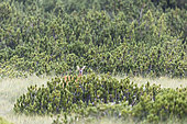 Roe deer (Capreolus capreolus) standing in a meadow, Villander mountain pasture, Italy