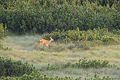 Roe deer (Capreolus capreolus) standing in a meadow, Villander mountain pasture, Italy